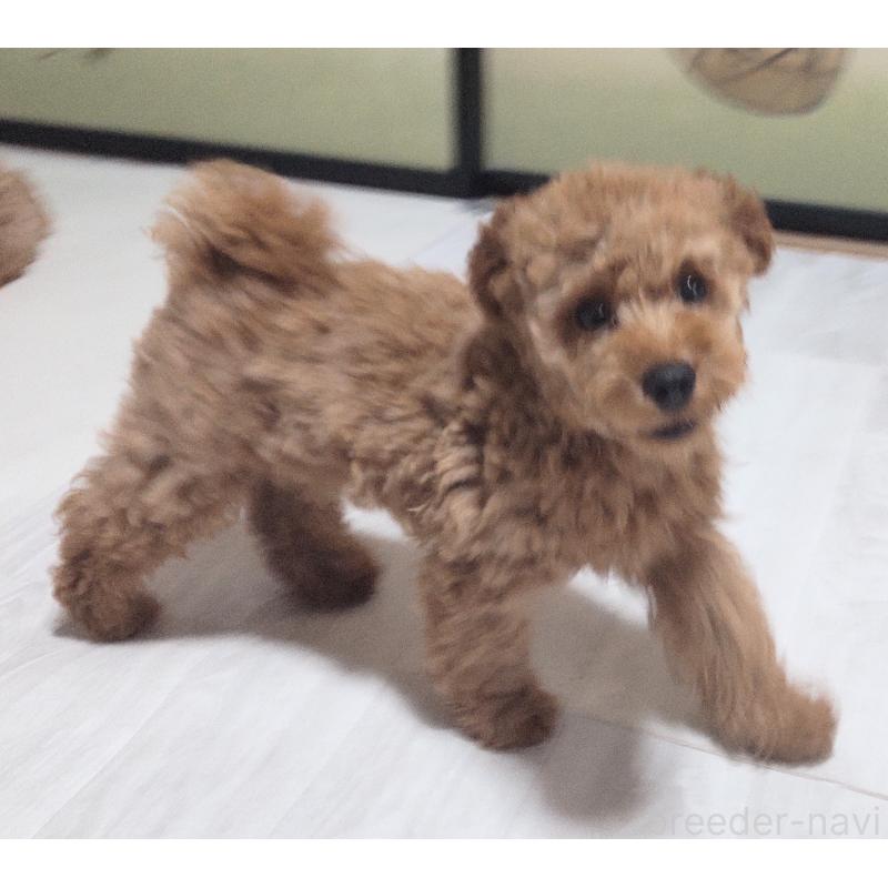販売中の秋田県のマルプー:マルチーズ×トイプードル-383254の2枚目